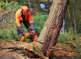 Best Tree and Shrub Care  in Fort Ashby, WV