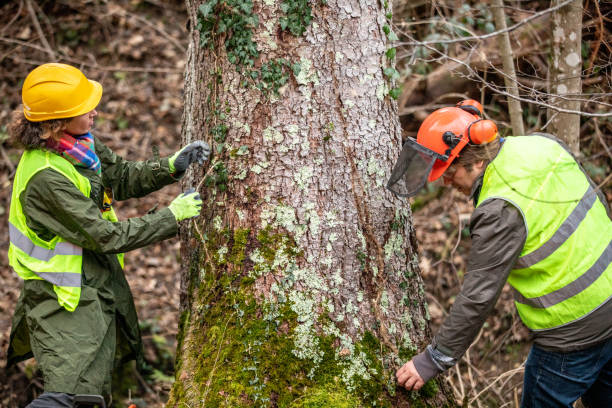 Best Tree Health Inspection  in Fort Ashby, WV
