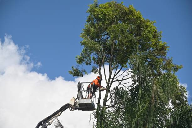 How Our Tree Care Process Works  in  Fort Ashby, WV